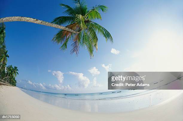 paradise beach, zanzibar, tanzania, africa - paradise beach stock pictures, royalty-free photos & images