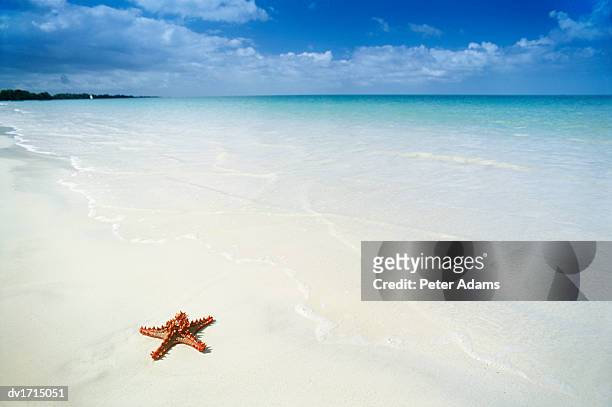 paradise beach and starfish, zanzibar, tanzania, africa - paradise bildbanksfoton och bilder