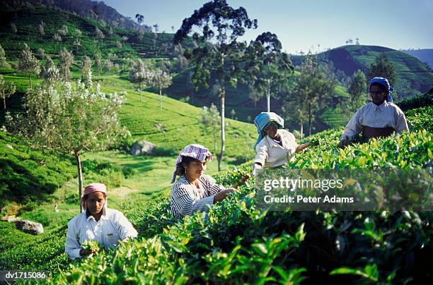 four women harvesting tea, sri lanka, asia - general economy as central bank of sri lanka looks to contain rising inflation stockfoto's en -beelden