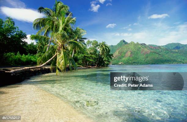 palm trees by the pacific ocean, tahiti - gesellschaftsinseln stock-fotos und bilder