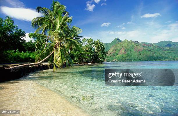 palm trees by the pacific ocean, tahiti - insel tahiti stock-fotos und bilder