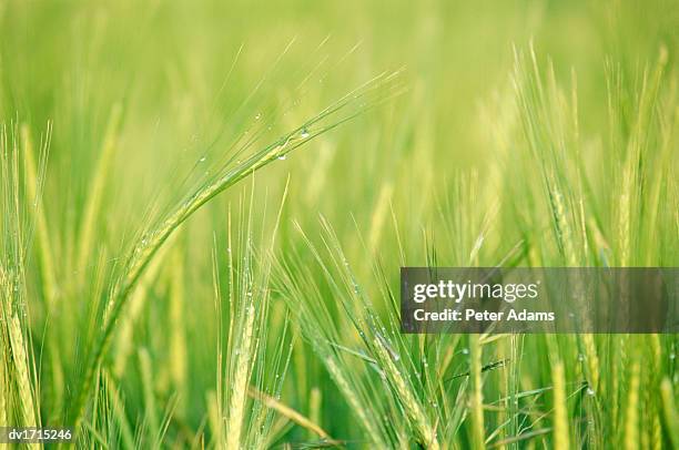 close up of a dewdrops in a barley field - hordeum stock pictures, royalty-free photos & images