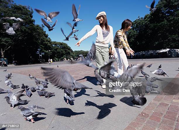 two women stand between pigeons pointing at them - distriktet taito bildbanksfoton och bilder