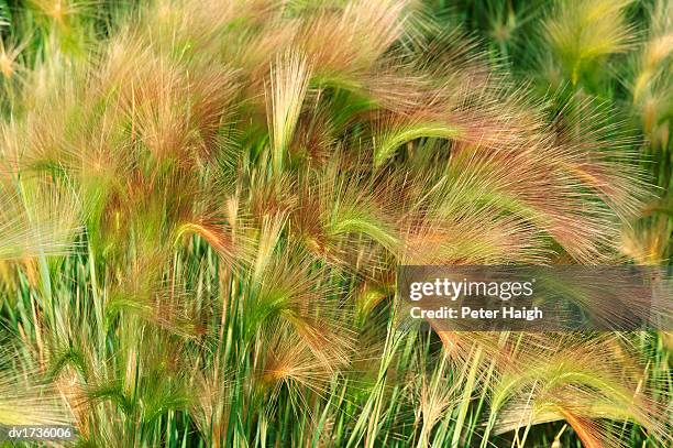 close up of squirrel tail grass, mono lake tufa state reserve, california, usa - reserva animal estatal imagens e fotografias de stock