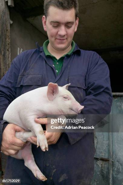 farmer holding a piglet - 子豚 ストックフォトと画像