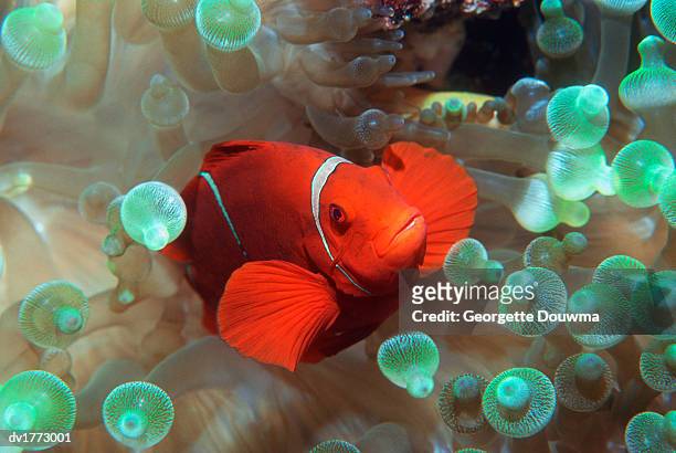 clown fish, banda sea, indonesia - 硬骨魚綱 ストックフォトと画像