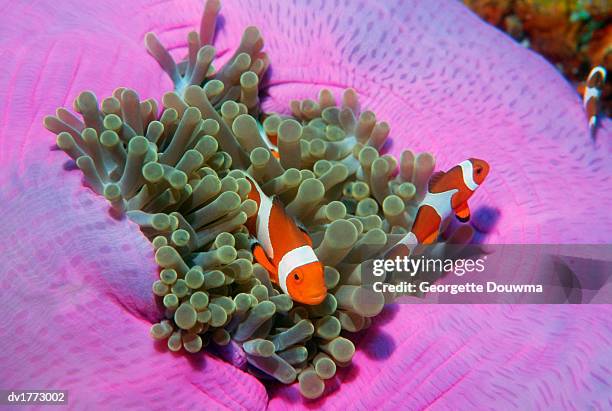 three clown fishes on sea anemone, andaman sea, thailand - abborrartade fiskar bildbanksfoton och bilder