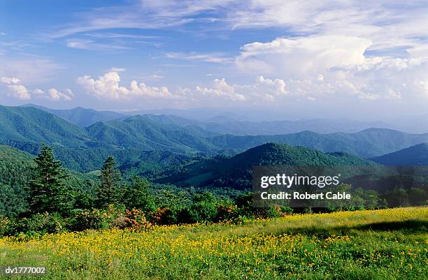 blue ridge mounatins and wildflower field, mitchell county, north carolina, usa - north carolina 個照片及圖片檔