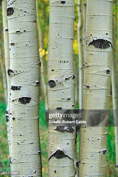 close up of three aspen tree trunks, maroon bells, colorado, usa - maroon - fotografias e filmes do acervo