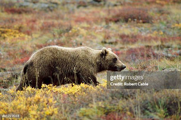 grizzly bear feeding on blueberries, denali national park, alaska, usa - grizzly bear stock-fotos und bilder