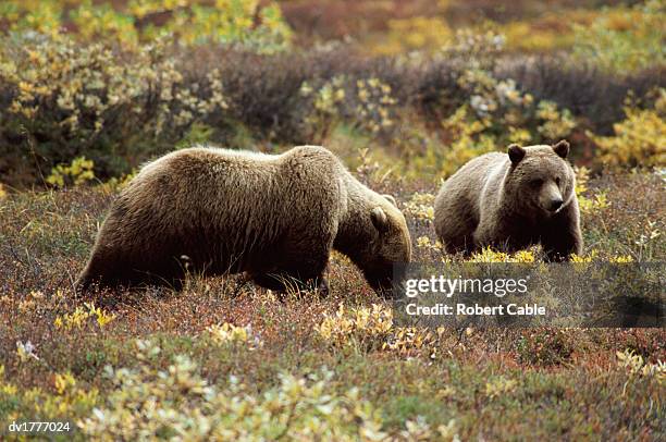 female grizzly bear and her cub feeding on blueberries, denali national park, alaska, usa - grizzly bear stock-fotos und bilder