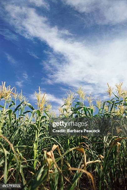 corn field, ground level shot - barbara tag stock-fotos und bilder