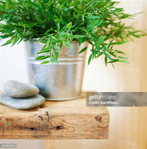 potted tarragon and two pebbles on a wooden plank - dragon stockfoto's en -beelden