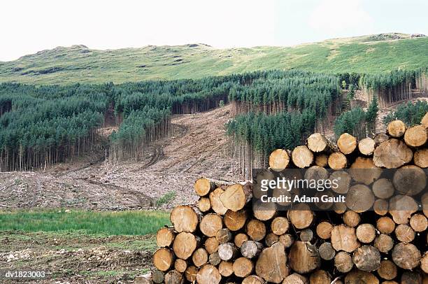 cleared area and pile of logs, perthshire, scotland - adam gault stock pictures, royalty-free photos & images