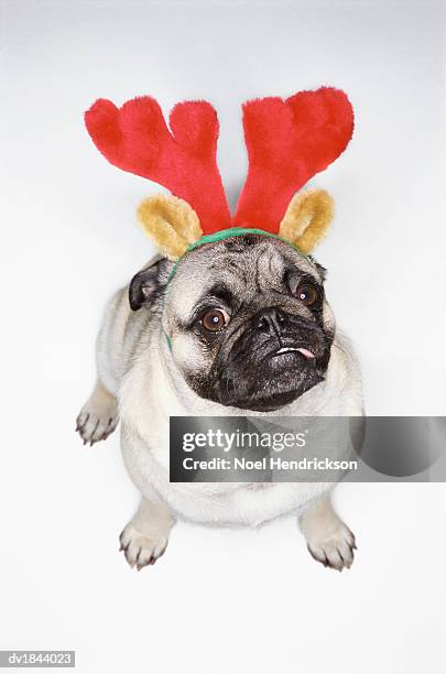 elevated view of a pug dog wearing a festive deely bopper - haarreifen mit sternchen stock-fotos und bilder