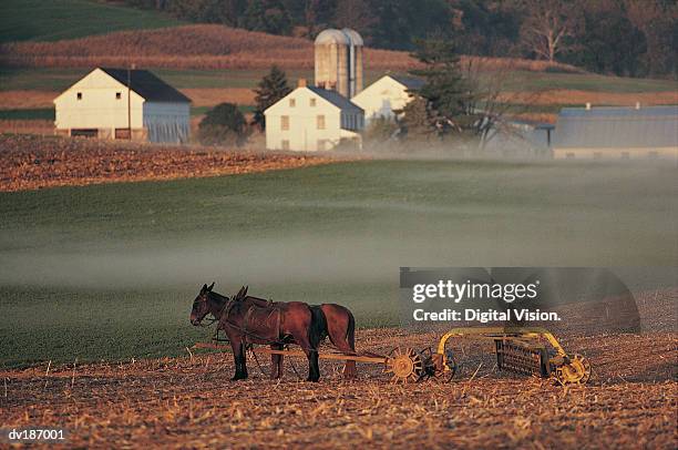 traditional farm with mule-drawn plow - mule drawn stock pictures, royalty-free photos & images