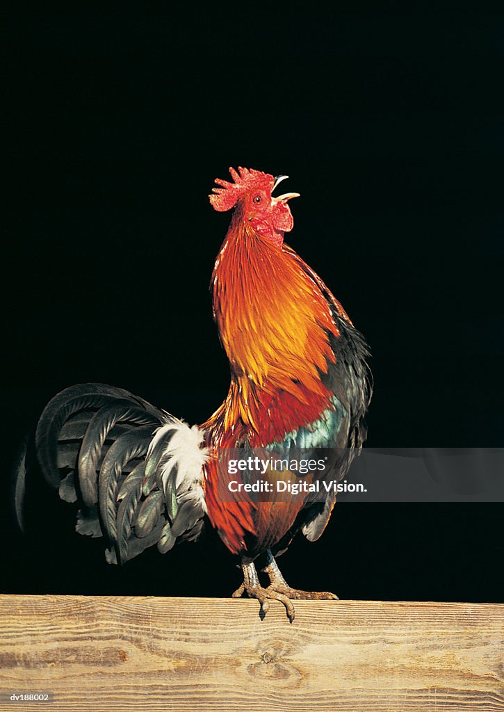 Crowing Rooster Crowing High-Res Stock Photo - Getty Images