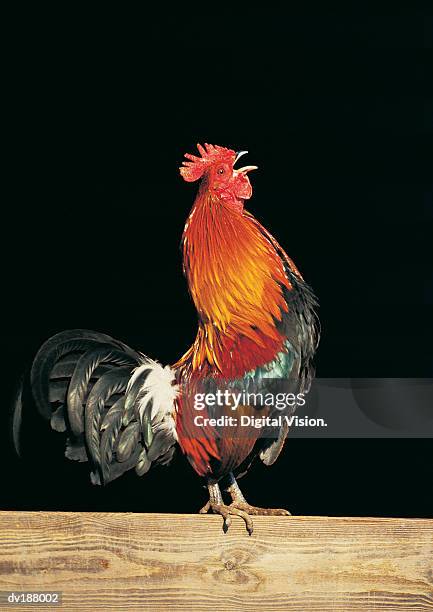 Rooster Crowing High-Res Stock Photo