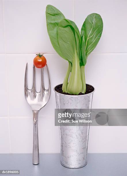 potted pak choi and a cherry tomato on a gardening fork - pak stock pictures, royalty-free photos & images