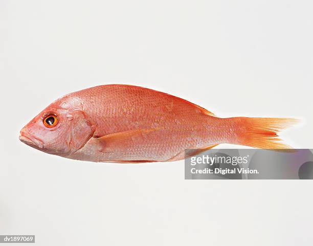 red mullet - mullet fish stock pictures, royalty-free photos & images