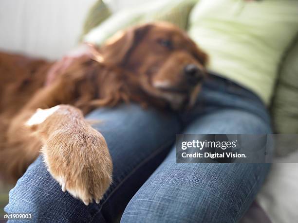 mid section of a woman sitting on a sofa, dog resting his head and paw on her leg - irish setter stock pictures, royalty-free photos & images