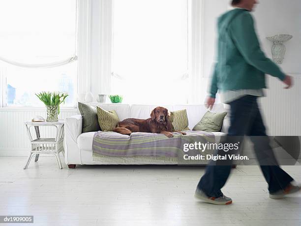 irish setter lying on a sofa in a living room, low section of a man walking - setter foto e immagini stock