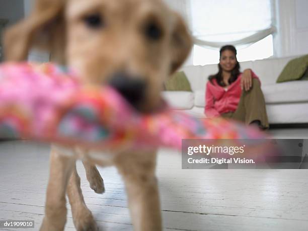 defocused shot of a labrador puppy carrying a slipper in its mouth - carrying in mouth stock pictures, royalty-free photos & images