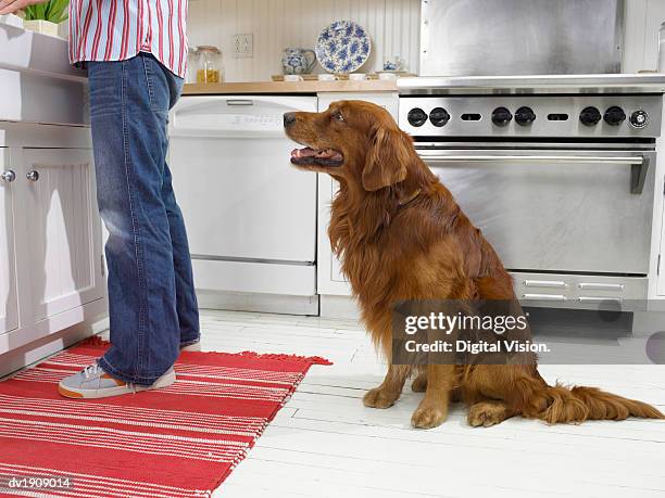 dog looking at man standing by a kitchen sink - kitchen floor low angle stock pictures, royalty-free photos & images