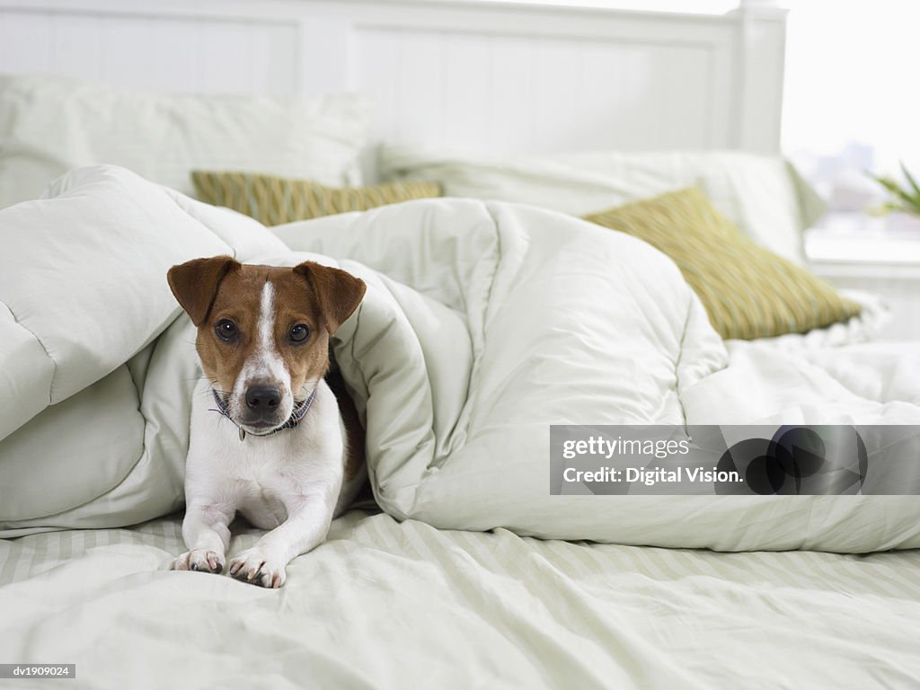 Jack Russell Lying Under a Duvet on a Bed