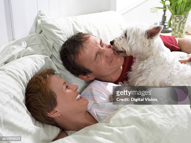 scottish terrier wakes up a couple in bed, licking the man's face as he grimaces, his wife laughing - naughty wife stock pictures, royalty-free photos & images