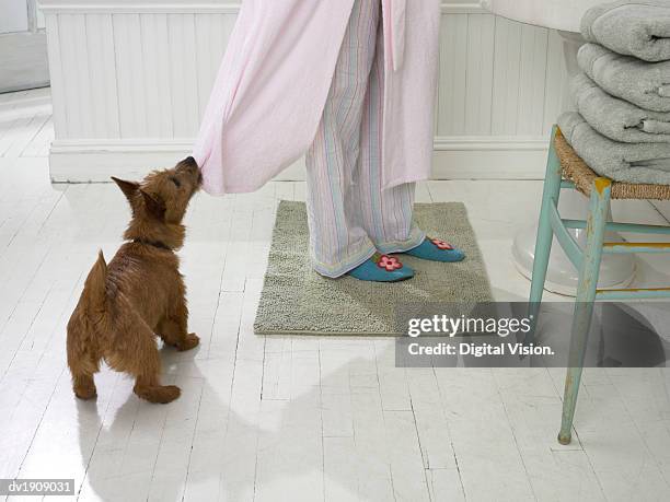 terrier pulls at a woman's dressing gown with its teeth - dog towel stock pictures, royalty-free photos & images