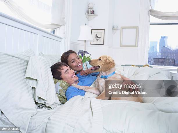 labrador lying on a duvet next to a couple in bed - digital devices beside each other bildbanksfoton och bilder