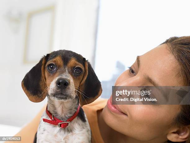 close up of woman looking at her beagle puppy - digital devices beside each other bildbanksfoton och bilder