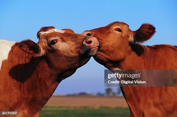 one cow licking another's face - due animali foto e immagini stock
