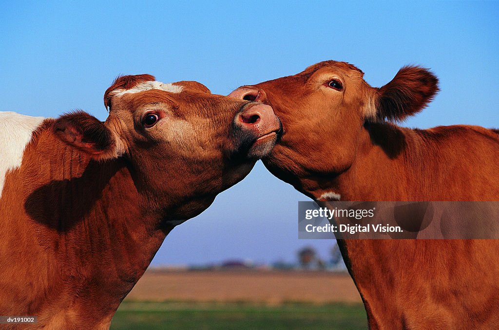 One cow licking another's face