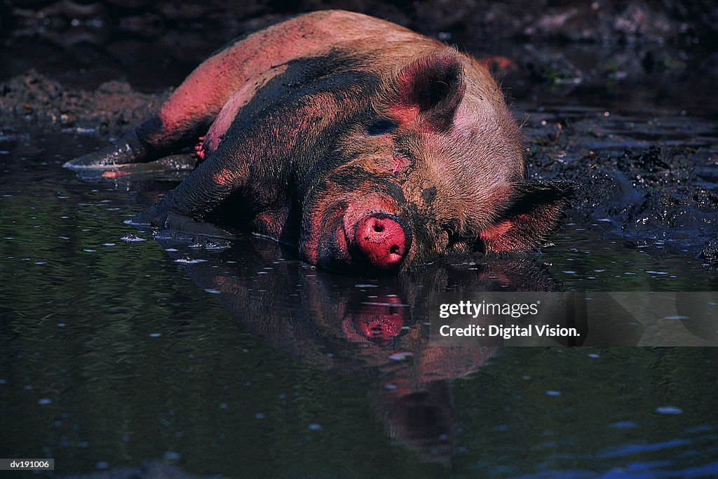 Pig Wallowing In Mud High-Res Stock Photo - Getty Images