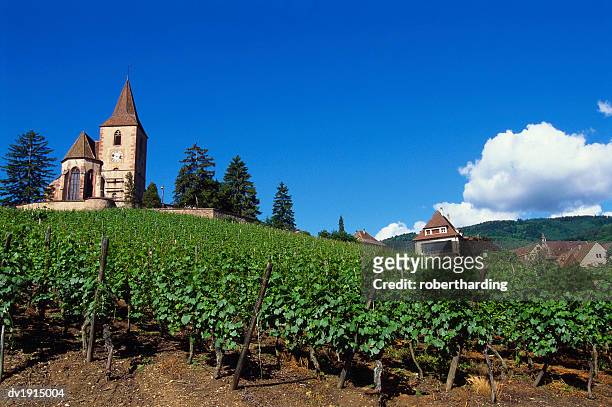 vineyard, hunawihr, upper alsace, france - オーラン ストックフォトと画像