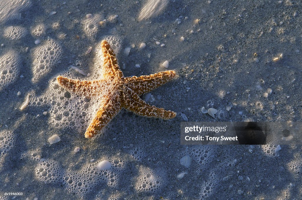 Close-up of a Starfish at the Water's Edge