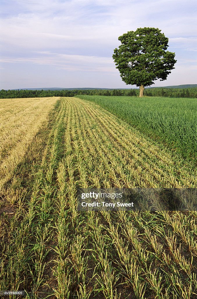 Crops and Tree, Sussex