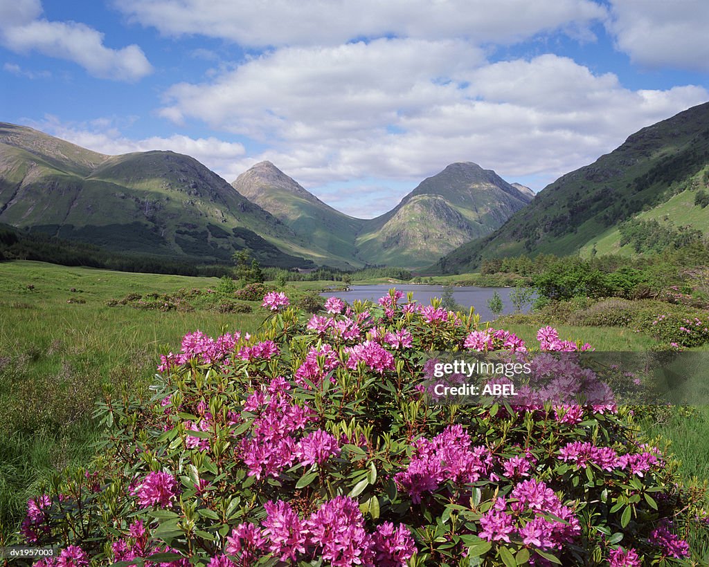 Wild Heather Growing in the Scottish Highlands