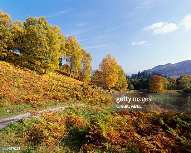 tummel valley in autumn, perthshire, scotland - tayside stock pictures, royalty-free photos & images