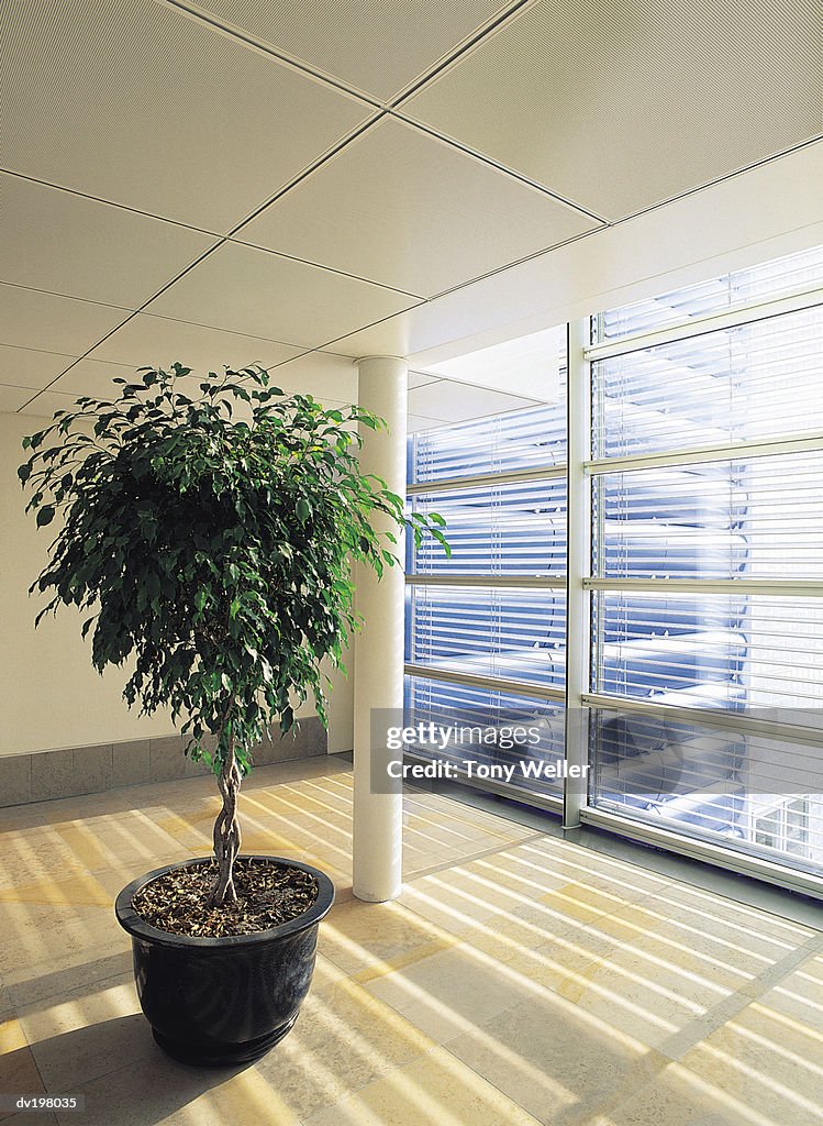 Potted plant sitting by window