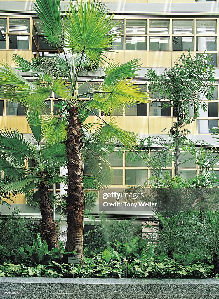 Palm trees and shrubbery outside building windows