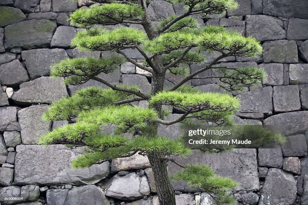 Tree and Stone Wall, Tokyo, Japan