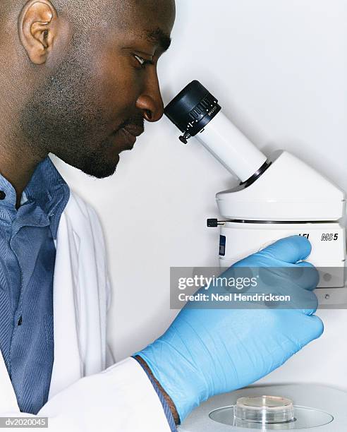 Scientist Looking Down Microscope Photos and Premium High Res Pictures ...
