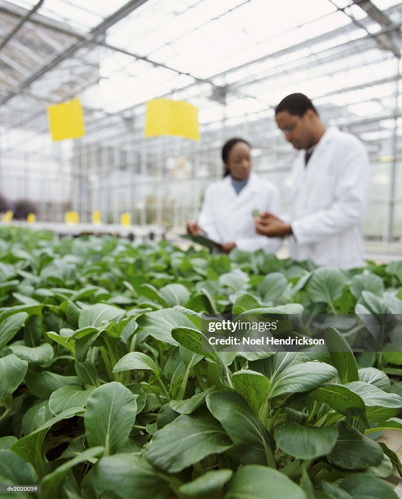 Two Scientists Looking Down at a Plant in a Greenhouse