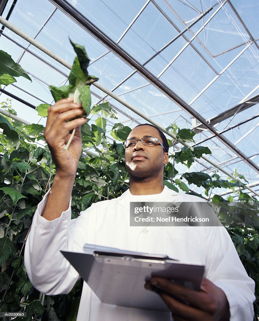 Scientist Inspecting a Leaf in a Greenhouse