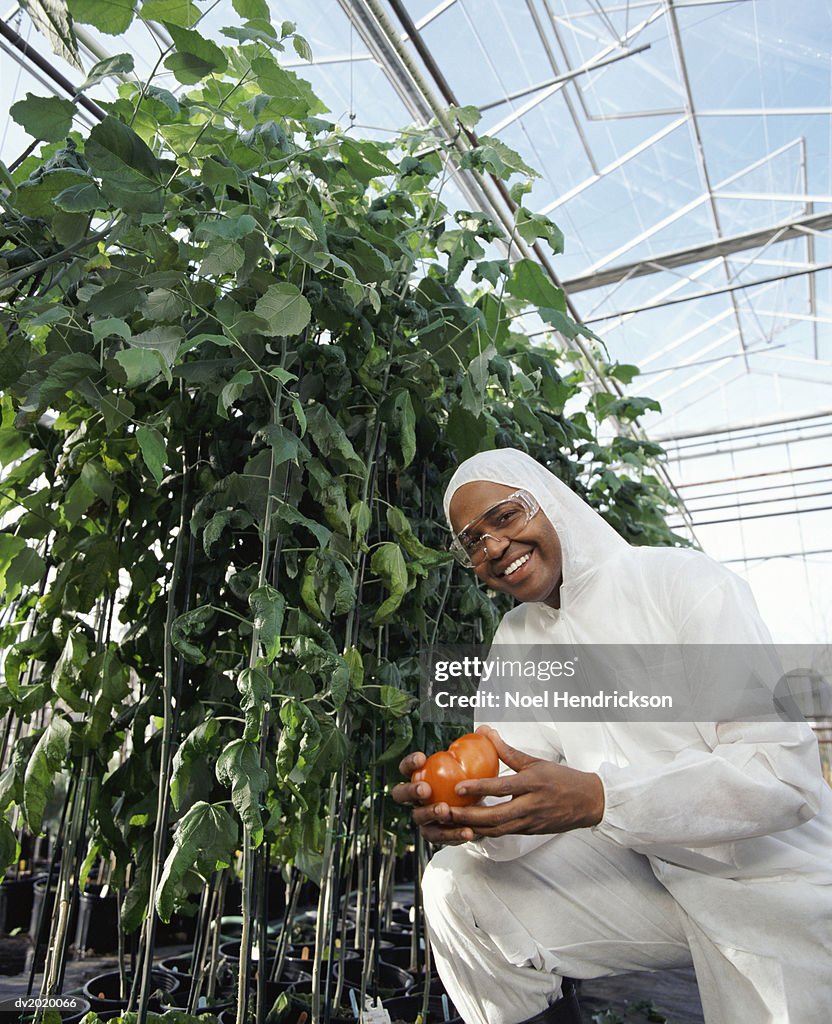 Portrait of a Scientist Wearing a Clean Suit and Holding a Tomato, in a Greenhouse