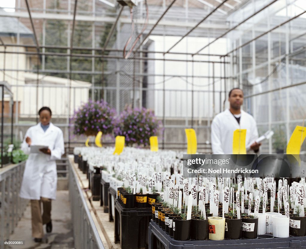 Two Scientists Next To Large Number of Potted Plants in a Greenhouse