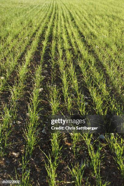 grass seedlings growing in a field - chris sattlberger stock pictures, royalty-free photos & images